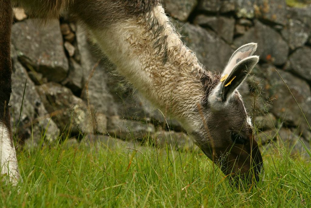 Alpaca