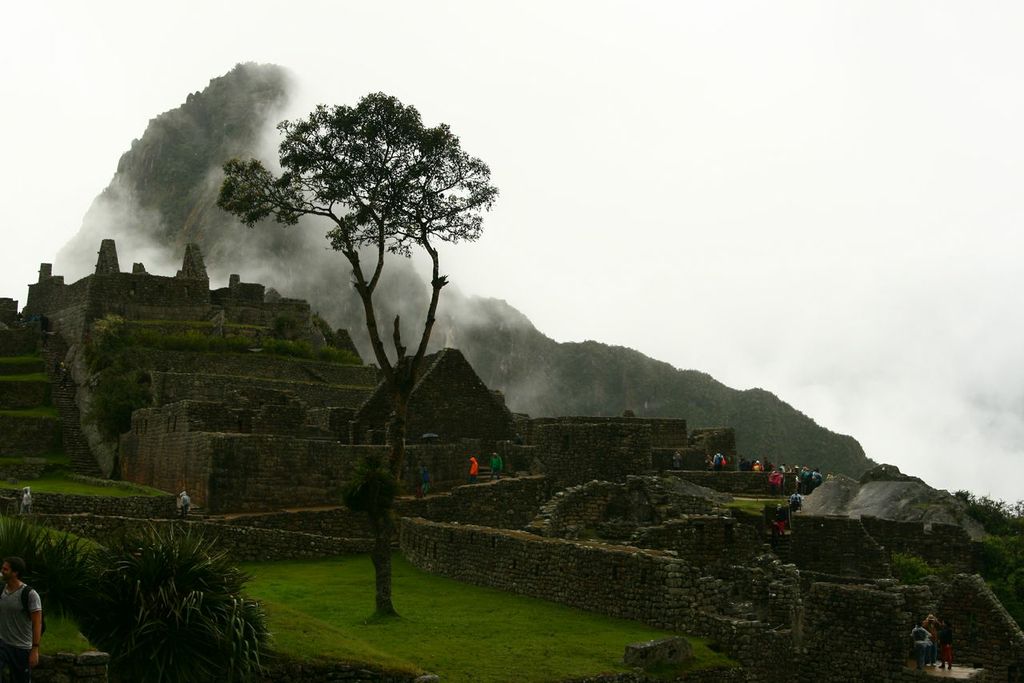 Machu Picchu and Tree